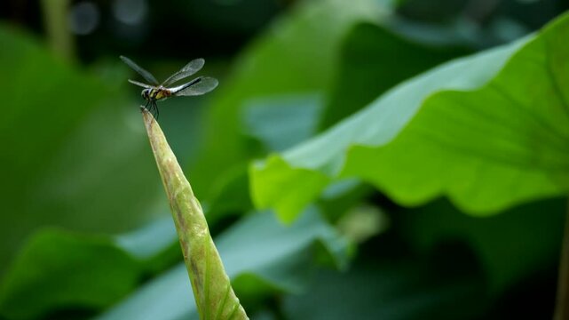 dragonfly on a leaf