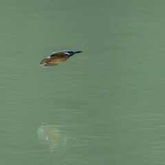 水面ギリギリを全力で超低空飛行するカワセミの連続写真11枚中の11