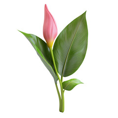 Obraz premium A close-up of a beautiful pink flower bud surrounded by lush green leaves, symbolizing growth and nature's beauty.