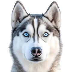 Obraz premium A close-up portrait of a husky dog with captivating blue eyes, showcasing its striking features and expressive nature.