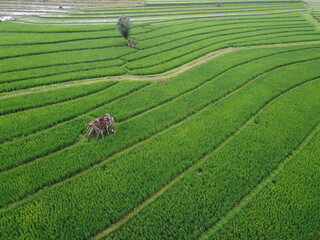 panorama of agrarian rice fields landscape in Central Java, like a terraced rice fields ubud Bali Indonesia	