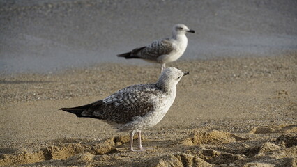 seagulls on the beach
