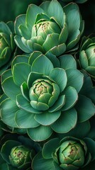 Fototapeta premium Close-up view of vibrant green artichoke heads arranged in a captivating pattern showcasing nature's beauty and culinary delight