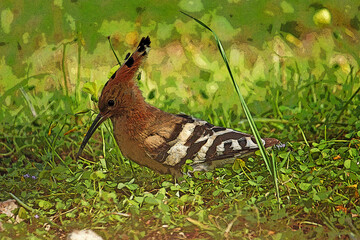 poupa © francisco