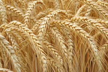 Close Up of Golden Wheat Field in the Wind