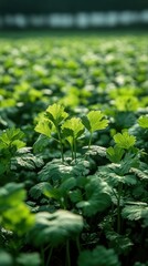 Coriander plants flourish in vibrant waves across a southern China field, showcasing their lush green leaves under the soft lighting of dusk