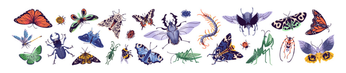 Set of different beetles and butterflies. Various species of insects: exotic bugs, moths, ladybug, dragonfly, bumblebee, grasshopper, mantis. Flat isolated vector illustrations on white background © Paper Trident