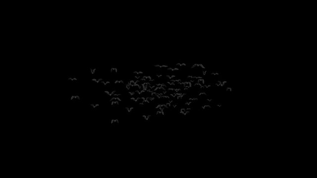 A large flock of bats flies toward center Transparent Overlay Seamless Loop