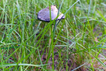 Mushroom in the grass