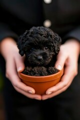 Puppy in Pot, Hands Holding, Outdoor