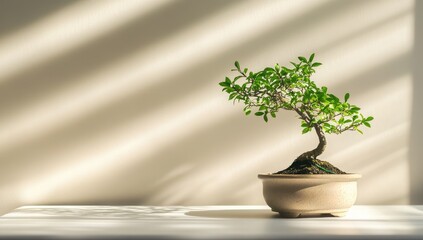 Bonsai in Sunlight on White Table