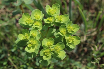 Euphorbia helioscopia, Sun Spurge or Madwoman's milk plant
