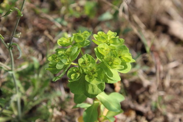 Euphorbia helioscopia, Sun Spurge or Madwoman's milk plant
