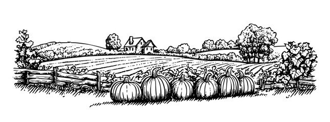 Beautiful engraved vector design of a pumpkin patch with a house and rolling hills in the background