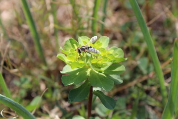 Euphorbia helioscopia, Sun Spurge or Madwoman's milk plant
