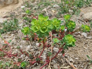 Euphorbia helioscopia, Sun Spurge or Madwoman's milk plant
