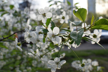 Obraz premium Blooming Apricot Tree Branches with Pink Flowers, Spring Blossom