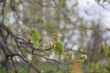 Blooming Apricot Tree Branches with Pink Flowers, Spring Blossom
