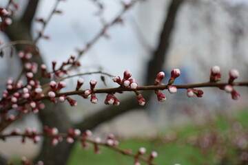 Blooming Apricot Tree Branches with Pink Flowers, Spring Blossom