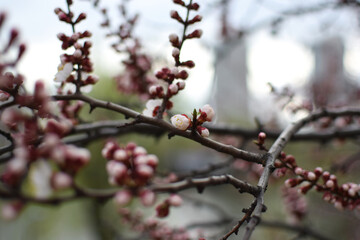 Blooming Apricot Tree Branches with Pink Flowers, Spring Blossom