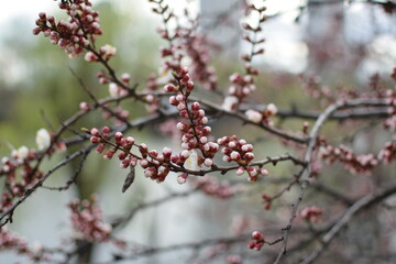 Blooming Apricot Tree Branches with Pink Flowers, Spring Blossom