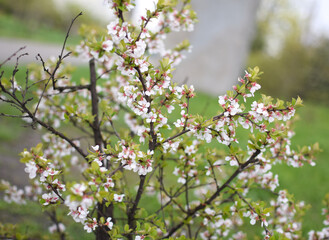 Blooming Apricot Tree Branches with Pink Flowers, Spring Blossom