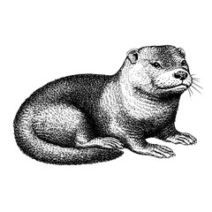 Fototapeta premium Detailed engraved design of an otter showcasing intricate line work suitable for tattoo art and vector graphics
