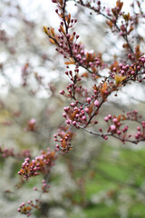 Fototapeta premium Blooming Apricot Tree Branches with Pink Flowers, Spring Blossom