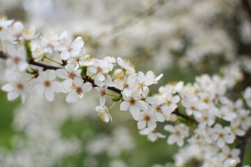 Obraz premium Blooming Apricot Tree Branches with Pink Flowers, Spring Blossom