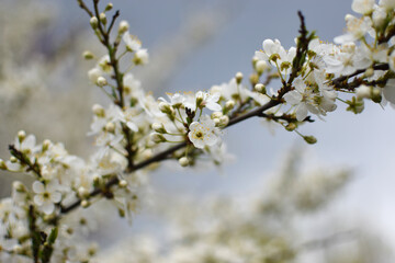 Blooming Apricot Tree Branches with Pink Flowers, Spring Blossom