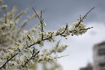 Blooming Apricot Tree Branches with Pink Flowers, Spring Blossom