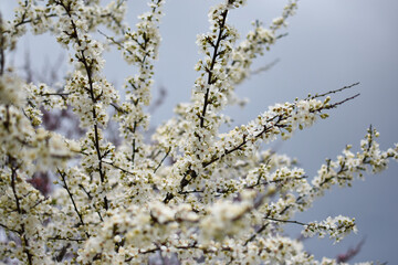 Blooming Apricot Tree Branches with Pink Flowers, Spring Blossom
