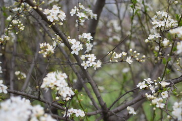 Blooming Apricot Tree Branches with Pink Flowers, Spring Blossom