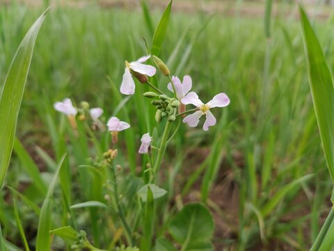 Diplotaxis Erucoides, the white Wallrocket or Pink Mustard
