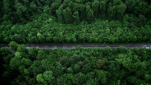 Green Nature Aesthetic Quotes 