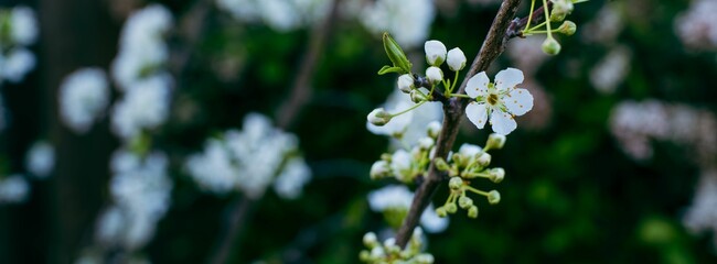 White Blossoms on a Branch