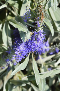 Silver speedwell slowers