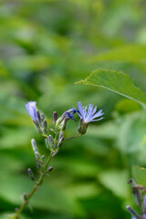 Alpine blue-sow-thistle flowers