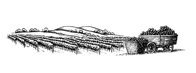 Obraz premium Engraved vector tattoo design featuring a vineyard landscape with rolling hills and a cart filled with grapes