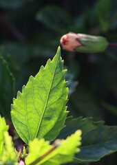 green leaves of a raspberry