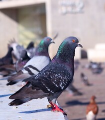 pigeon in the park