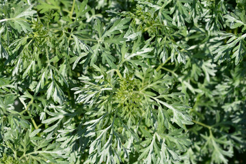 Common wormwood leaves