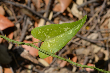Common smilax leaves