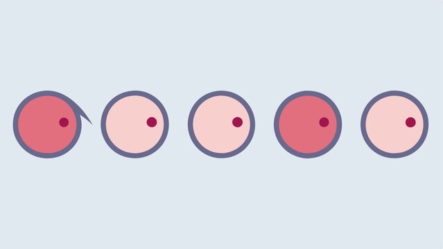 Timelapse Sequence A series of circles showing the progression of wrinkle reduction over time with each circle representing a different time frame after treatment.
