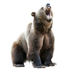 Obraz premium Roaring bear isolated on white background, displaying power