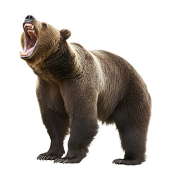 Fototapeta premium Roaring bear isolated on white background, fierce expression