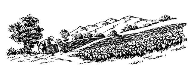 Engraved vector design of a farmer tending to crops on a hillside in a rural landscape at dawn