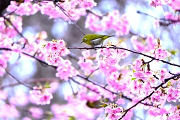 Japanese white-eyes flocking to cherry blossoms in search of nectar. Seasonal background material of Japanese spring wild birds.