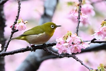 Japanese white-eyes flocking to cherry blossoms in search of nectar. Seasonal background material of Japanese spring wild birds.