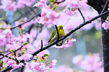 Japanese white-eyes flocking to cherry blossoms in search of nectar. Seasonal background material of Japanese spring wild birds.